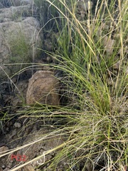 Elionurus barbiculmis