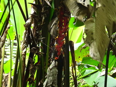 Heliconia abaloi