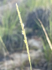 Elionurus barbiculmis