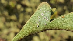 Siphoninus phillyreae