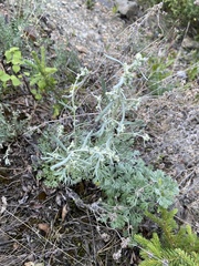 Artemisia alaskana