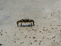 Macrophthalmus japonicus