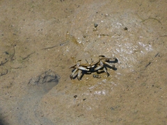 Macrophthalmus japonicus