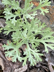 Artemisia alaskana