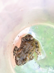 Bufotes pseudoraddei