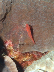Trimma okinawae