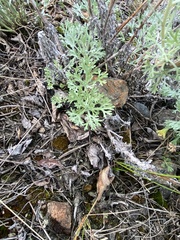 Artemisia alaskana