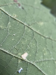 Celticecis pyriformis