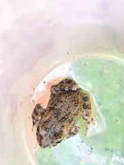 Bufotes pseudoraddei