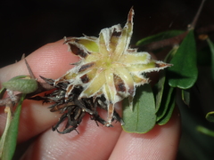 Bursaria occidentalis