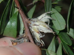 Bursaria occidentalis