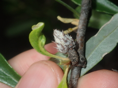 Bursaria occidentalis