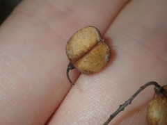 Bursaria occidentalis