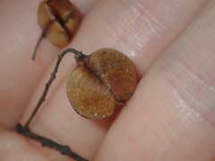 Bursaria occidentalis