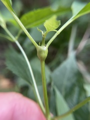 Asphondylia eupatorii