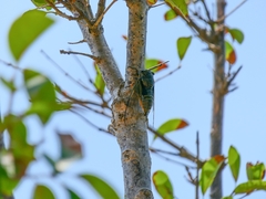 Cryptotympana atrata