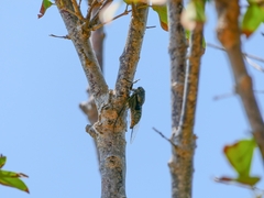 Cryptotympana atrata