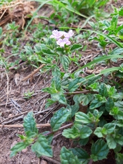 Priva grandiflora