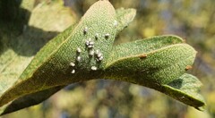 Siphoninus phillyreae