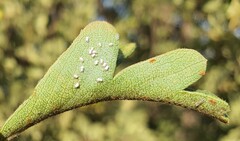Siphoninus phillyreae