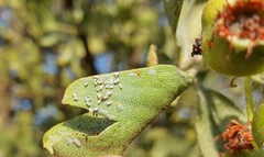 Siphoninus phillyreae