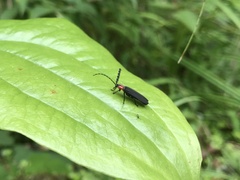 Pyrocoelia formosana