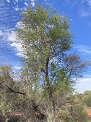 Bursaria occidentalis