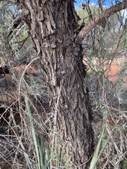 Bursaria occidentalis