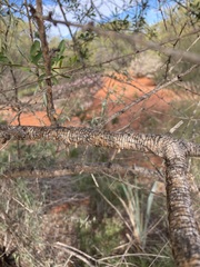Bursaria occidentalis