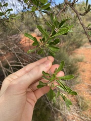 Bursaria occidentalis