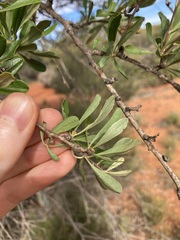 Bursaria occidentalis