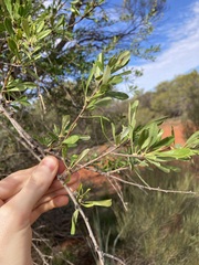 Bursaria occidentalis