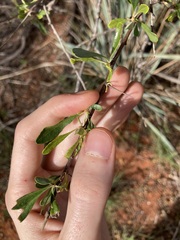 Bursaria occidentalis