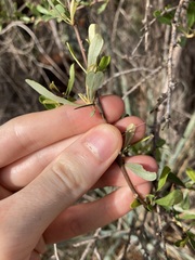 Bursaria occidentalis