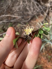 Bursaria occidentalis