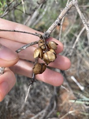 Bursaria occidentalis