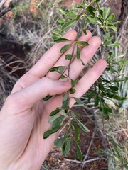 Bursaria occidentalis