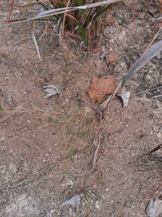 Muhlenbergia utilis
