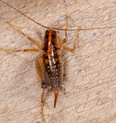 Ceuthophilus maculatus