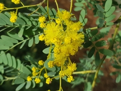 Acacia spectabilis