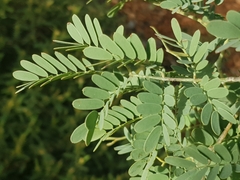 Acacia spectabilis