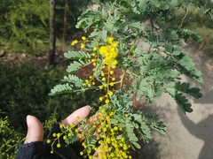 Acacia spectabilis