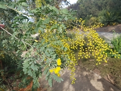 Acacia spectabilis