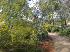 Acacia spectabilis