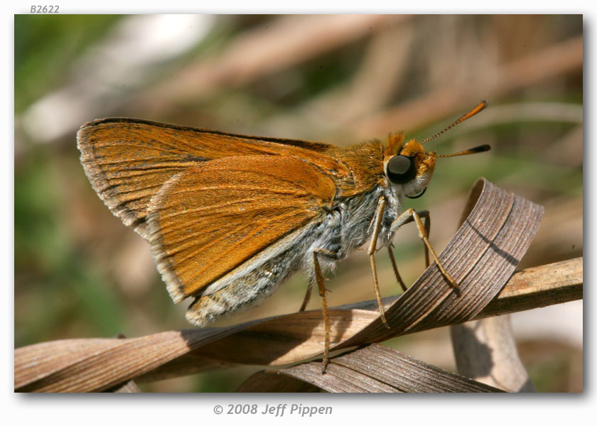 Two Spotted Skipper Butterflies Of Alabama · Inaturalist