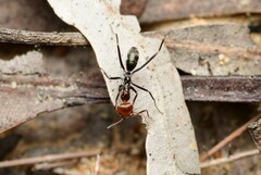 Iridomyrmex rubriceps