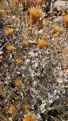 Klasea cerinthifolia