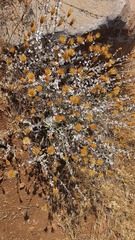 Klasea cerinthifolia