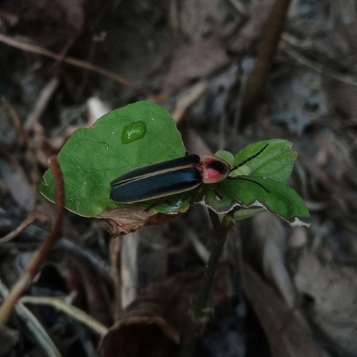 Common eastern firefly