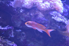 Pseudanthias